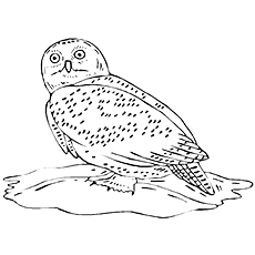 Brown Hawk Owl coloring #17, Download drawings