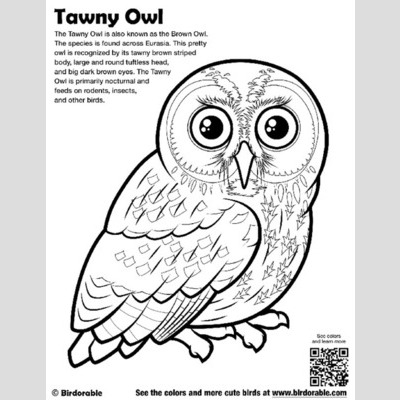 Brown Hawk Owl coloring #20, Download drawings