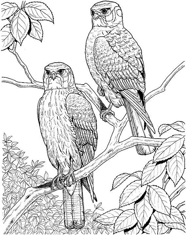 Brown Hawk Owl coloring #13, Download drawings
