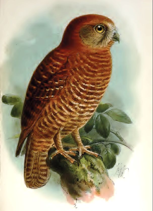 Brown Hawk Owl svg #20, Download drawings