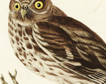 Brown Hawk Owl svg #17, Download drawings