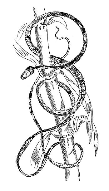 Brown Tree Snake coloring #18, Download drawings