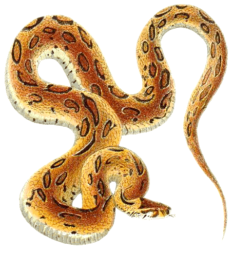 Tiger Snake clipart #18, Download drawings