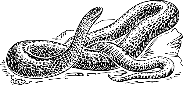 Brown Tree Snake clipart #4, Download drawings