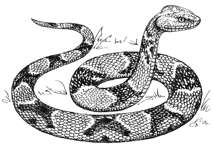 Brown Tree Snake clipart #16, Download drawings
