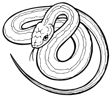 Brown Tree Snake coloring #2, Download drawings