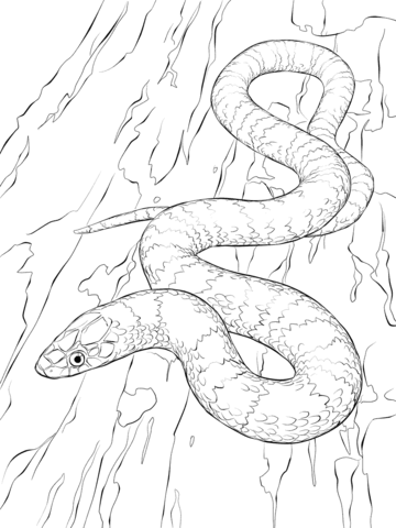 Brown Tree Snake coloring #5, Download drawings