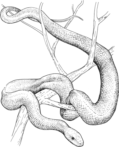 Brown Tree Snake coloring #13, Download drawings