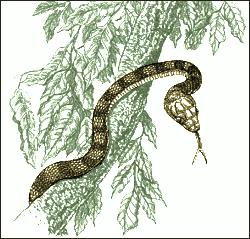 Brown Tree Snake coloring #19, Download drawings