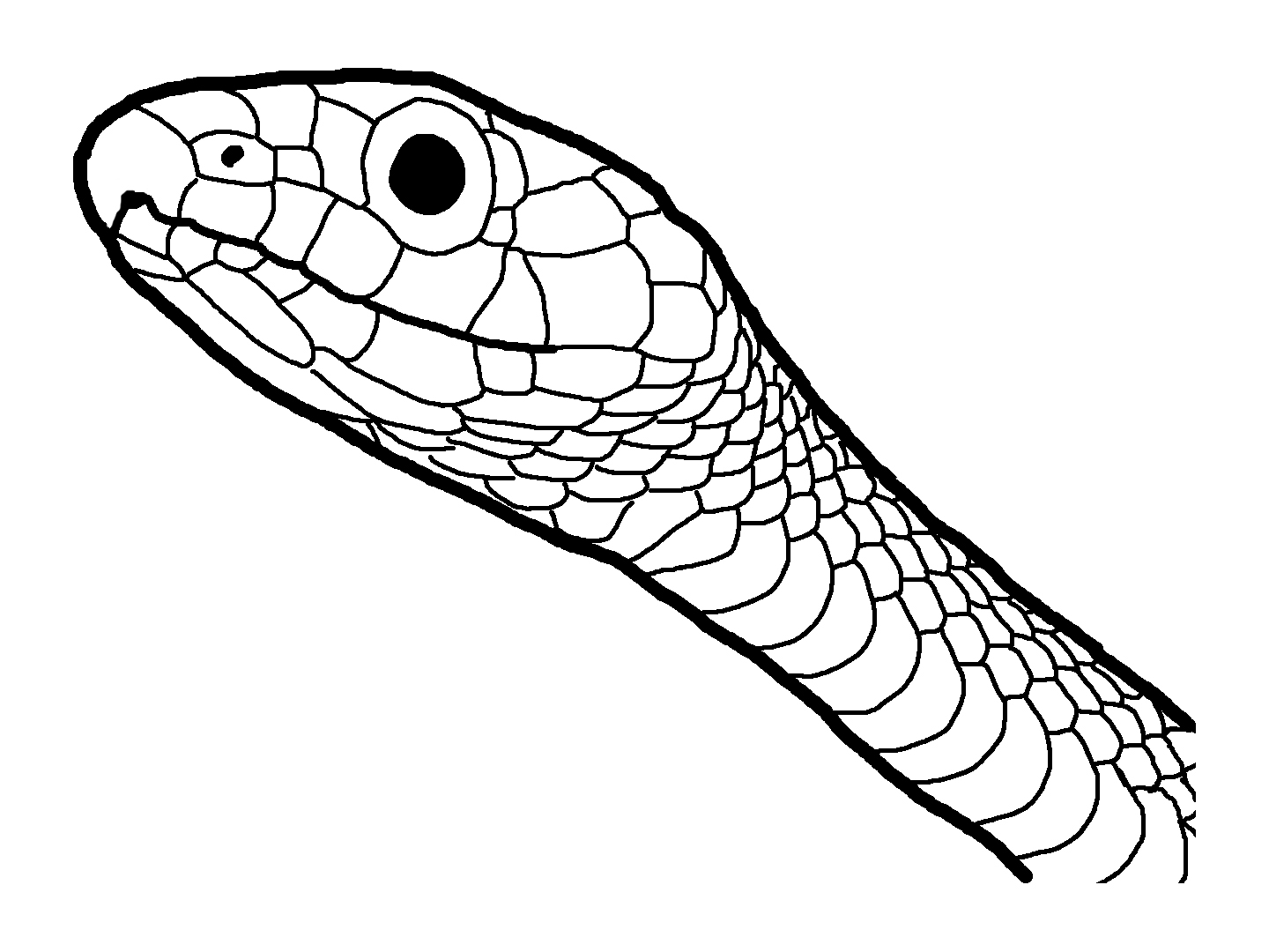 Tiger Snake coloring #8, Download drawings