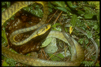 Brown Tree Snake coloring #16, Download drawings