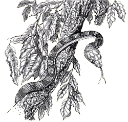 Brown Tree Snake svg #9, Download drawings