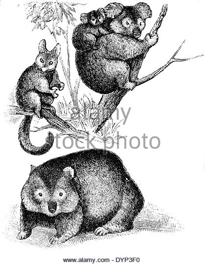Brushtail Possum clipart #7, Download drawings