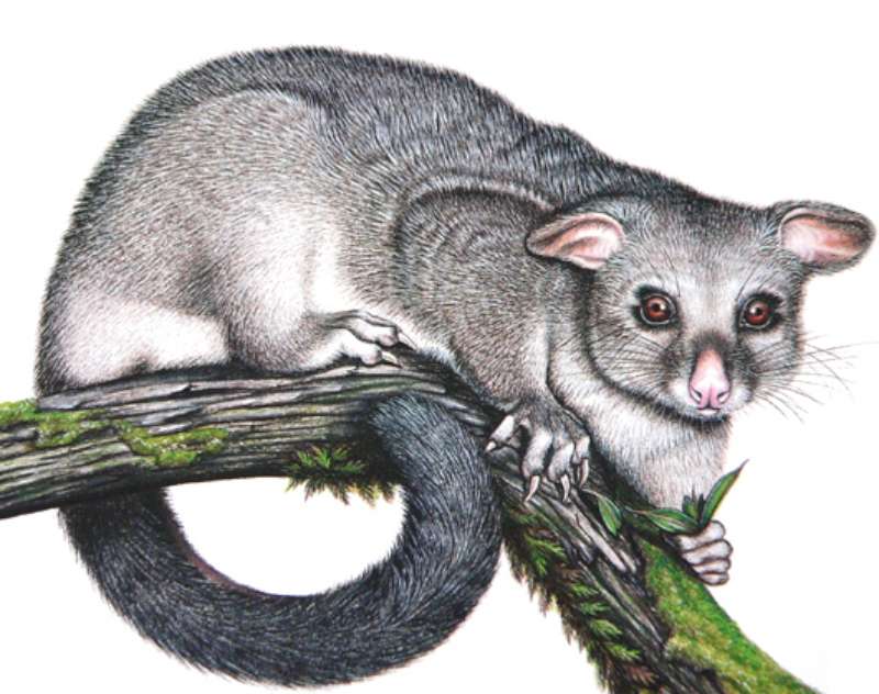 Brushtail Possum coloring #12, Download drawings