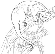 Brushtail Possum coloring #19, Download drawings