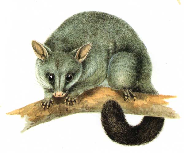 Brushtail Possum svg #12, Download drawings