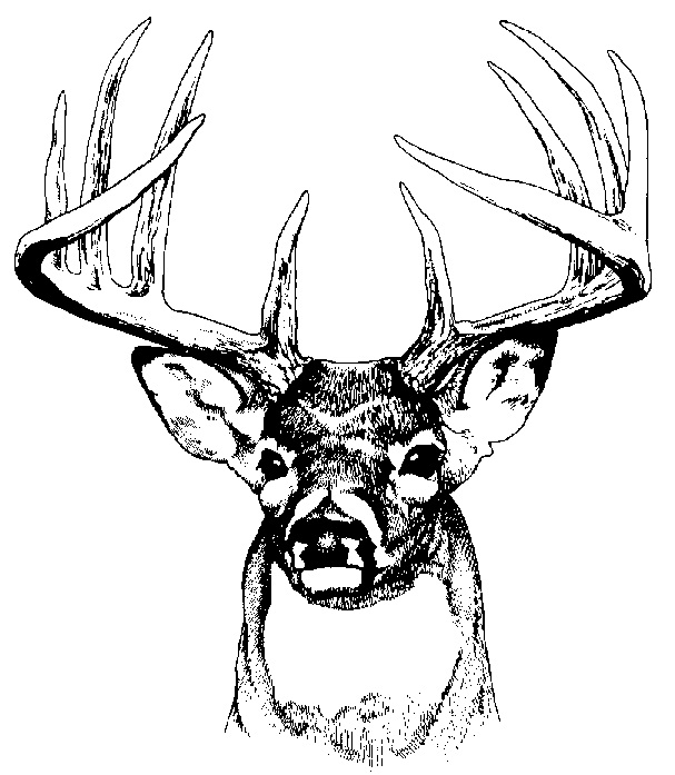 Buck clipart #16, Download drawings
