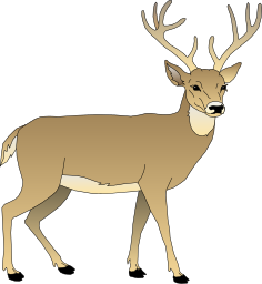 Buck clipart #18, Download drawings