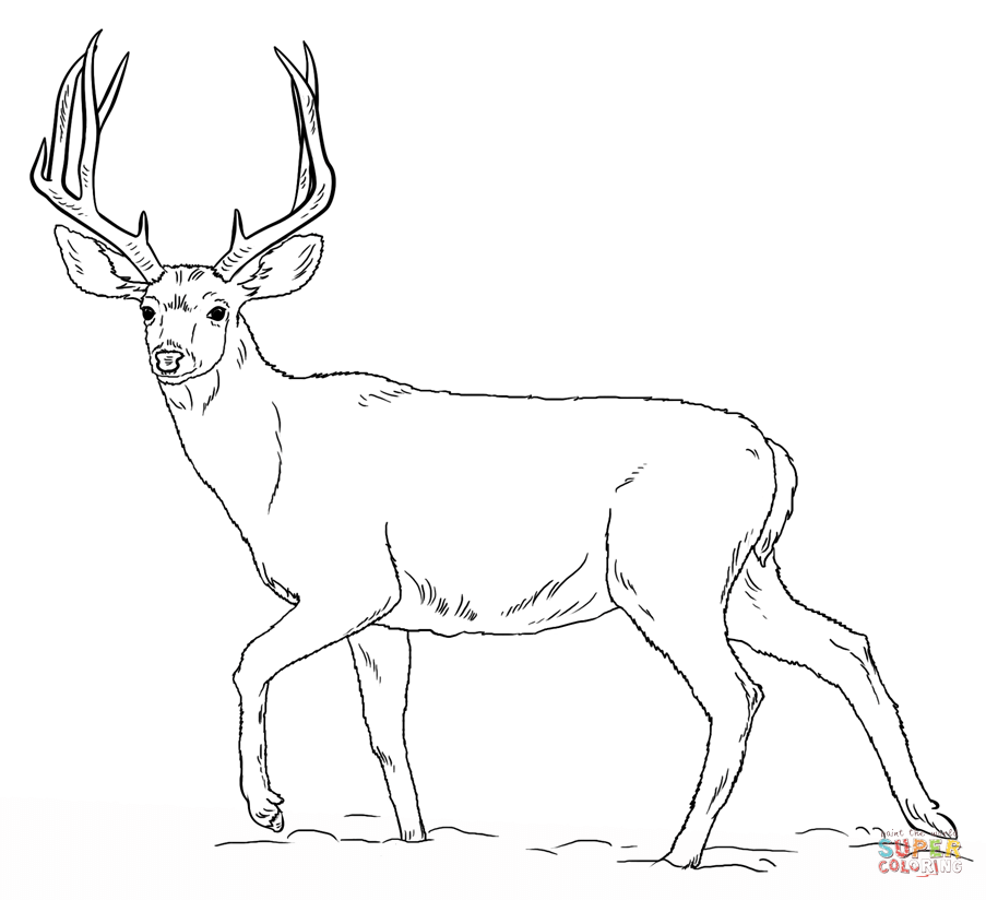 White-tailed Deer coloring #1, Download drawings