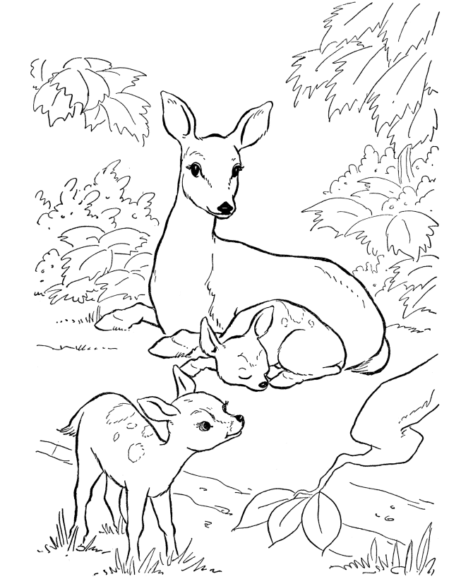Deer coloring #18, Download drawings