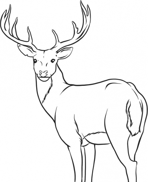 Deer coloring #4, Download drawings