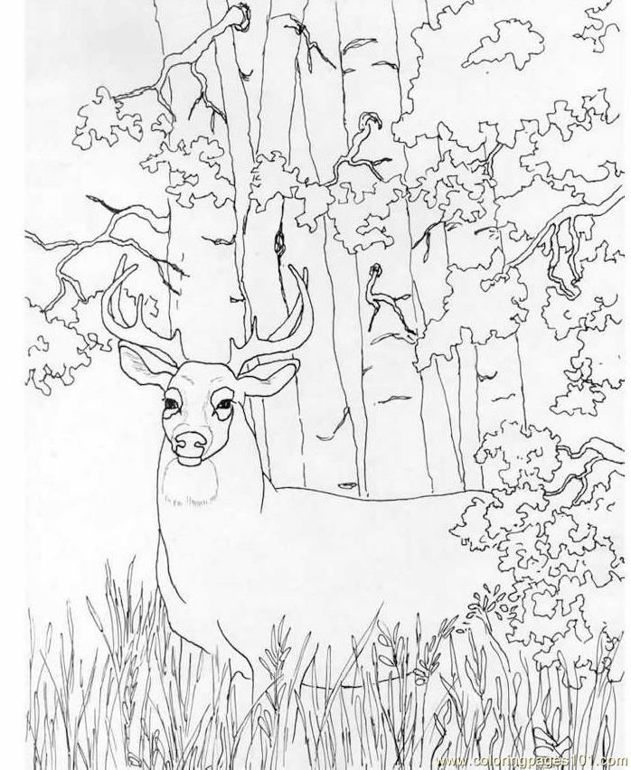 Buck coloring #2, Download drawings