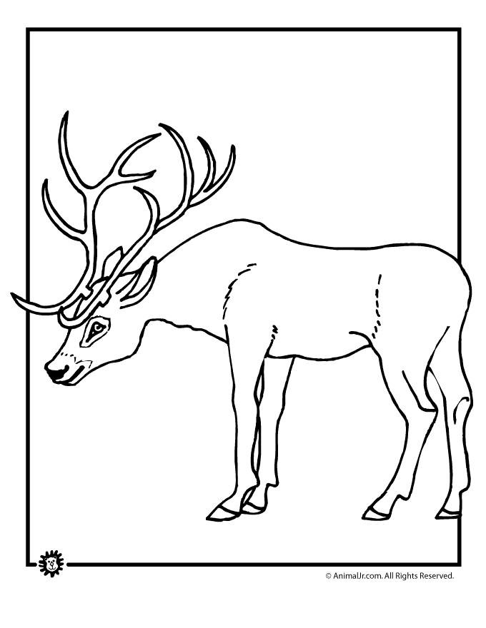 Buck coloring #3, Download drawings