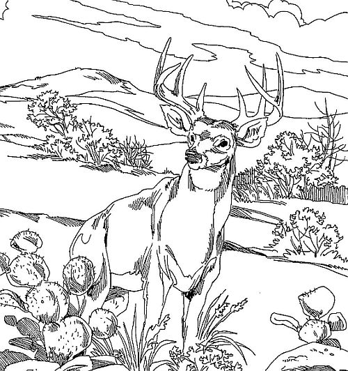 Buck coloring #6, Download drawings
