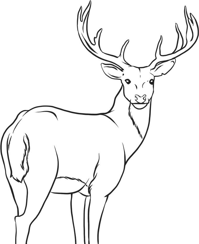 Red Deer coloring #14, Download drawings