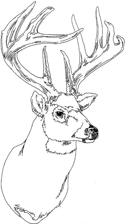 Buck coloring #8, Download drawings