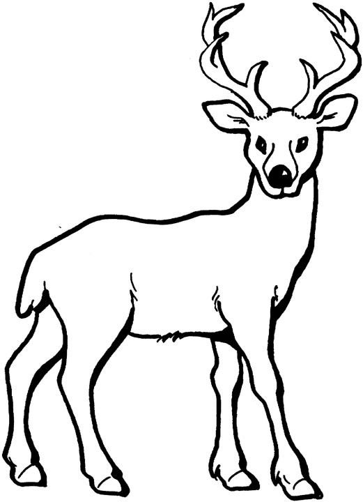 Deer coloring #15, Download drawings