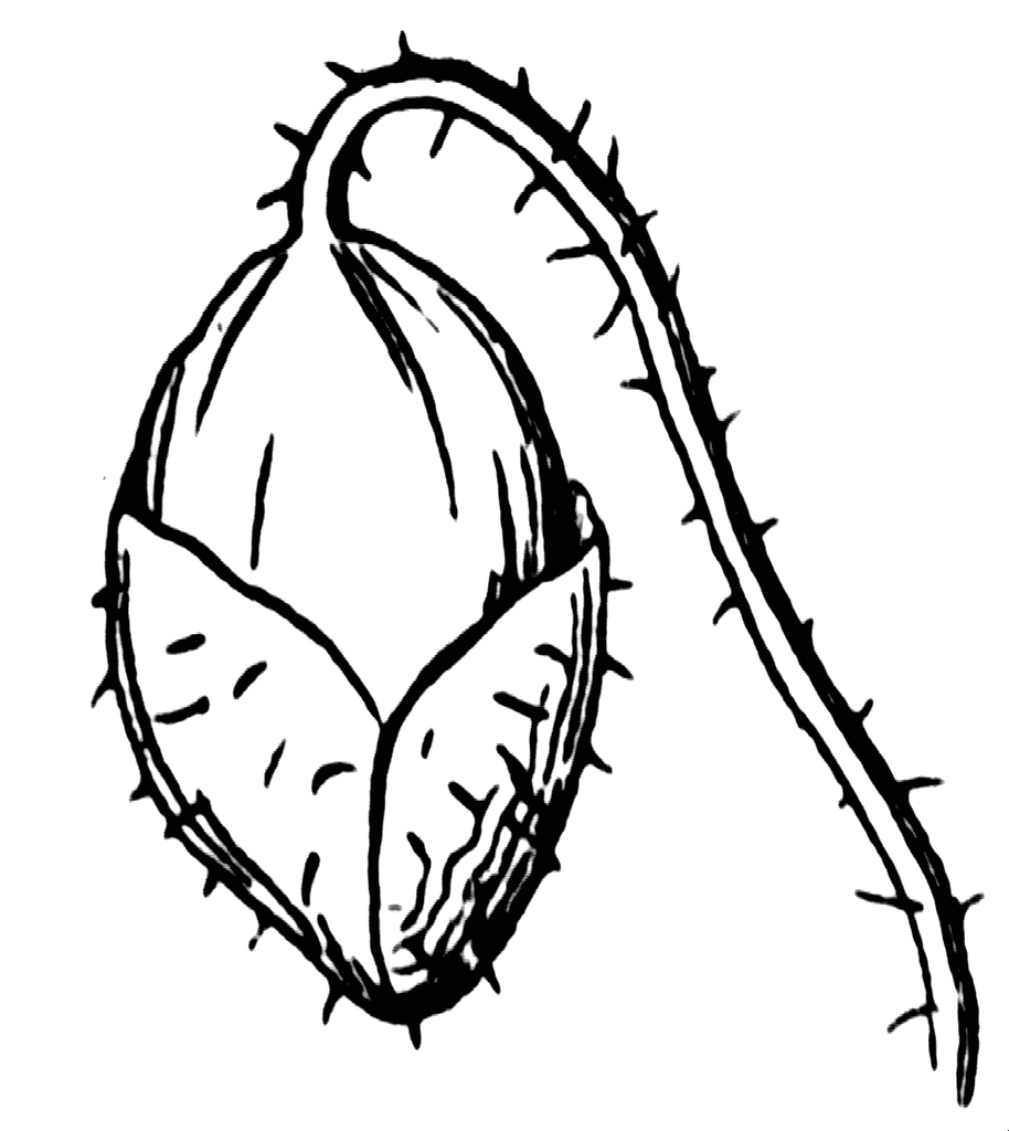 Bud clipart #9, Download drawings