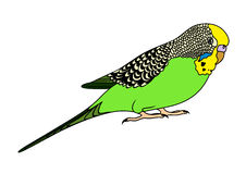 Budgie clipart #2, Download drawings