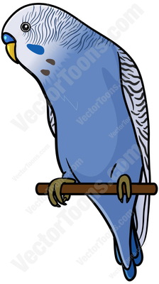 Budgerigars clipart #13, Download drawings