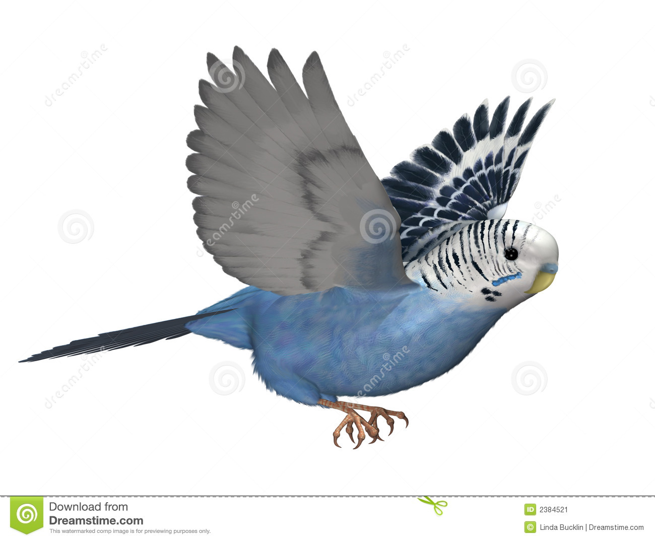 Budgie clipart #12, Download drawings