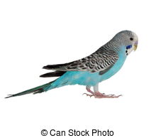 Budgie clipart #13, Download drawings