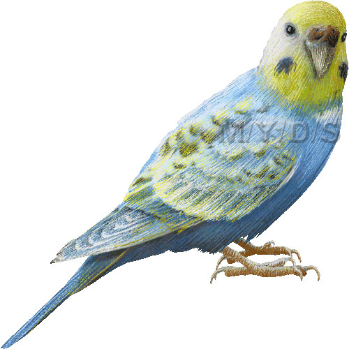 Budgerigars clipart #3, Download drawings