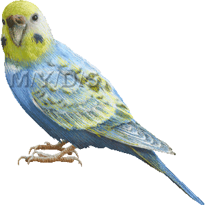 Budgerigars clipart #1, Download drawings