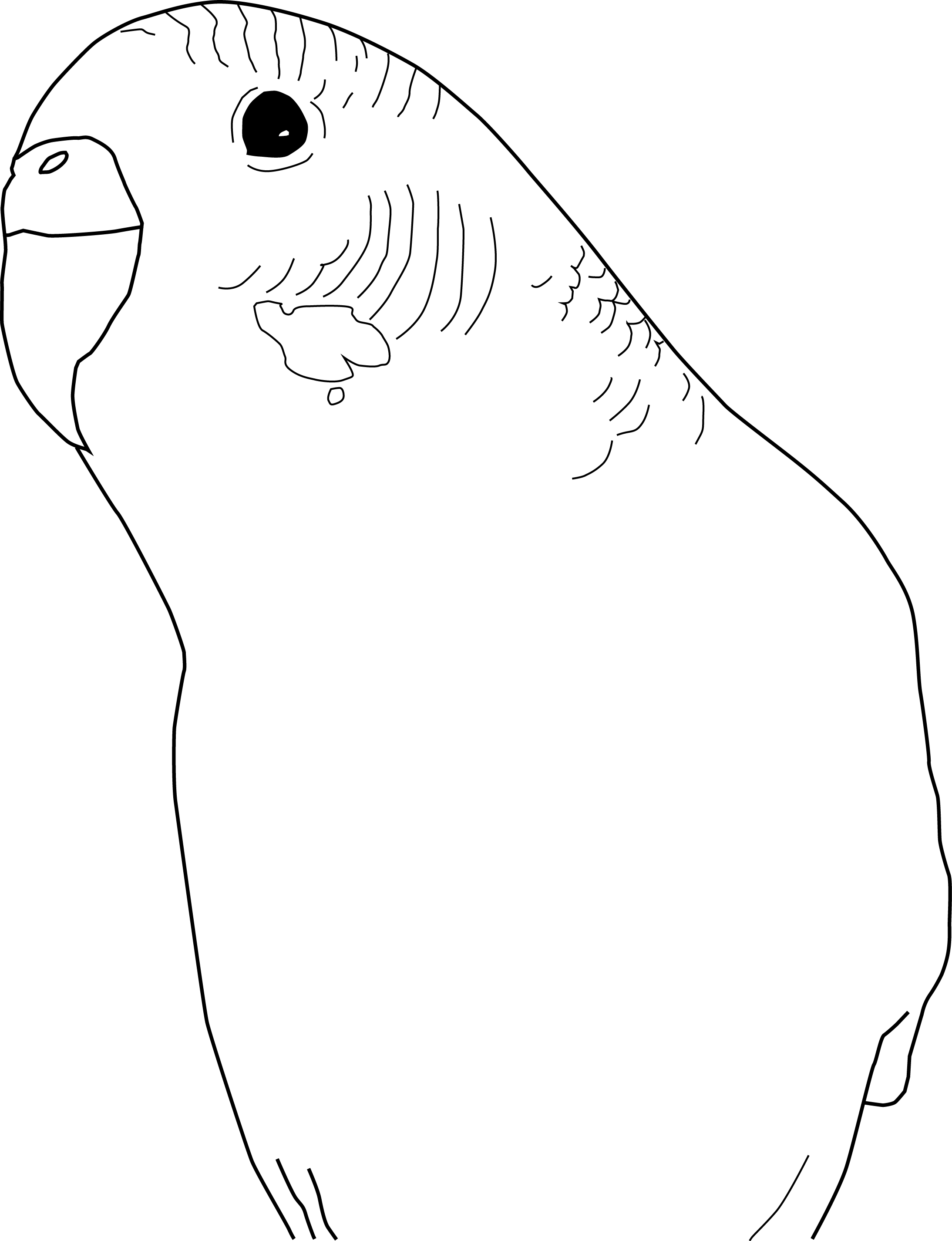 Budgie coloring #16, Download drawings