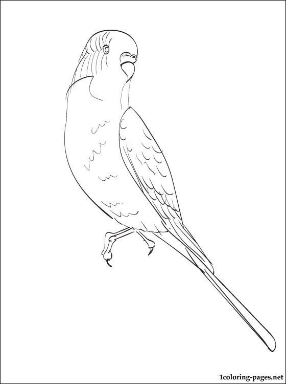 Budgie coloring #19, Download drawings