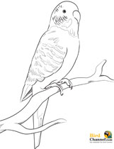 Budgerigar coloring #2, Download drawings