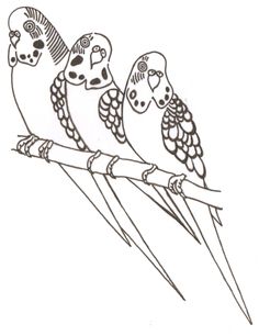 Budgie coloring #15, Download drawings