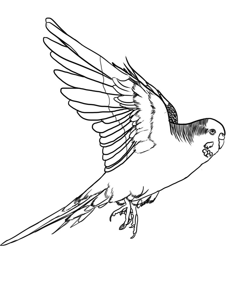 Budgie coloring #10, Download drawings