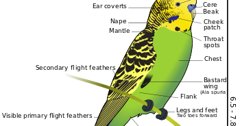 Budgerigars svg #20, Download drawings