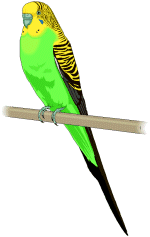 Budgerigars clipart #17, Download drawings