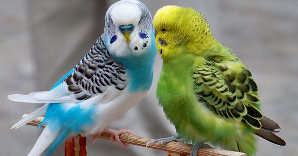 Budgerigars svg #12, Download drawings