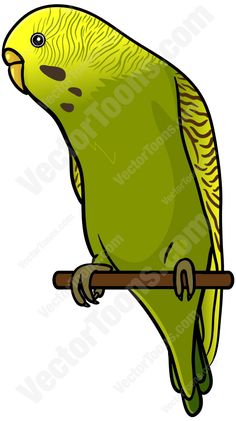 Budgerigars svg #11, Download drawings