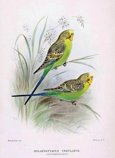 Budgerigars svg #9, Download drawings