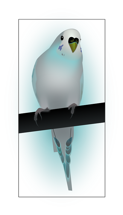 Budgerigars svg #7, Download drawings