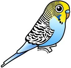 Budgerigars svg #17, Download drawings